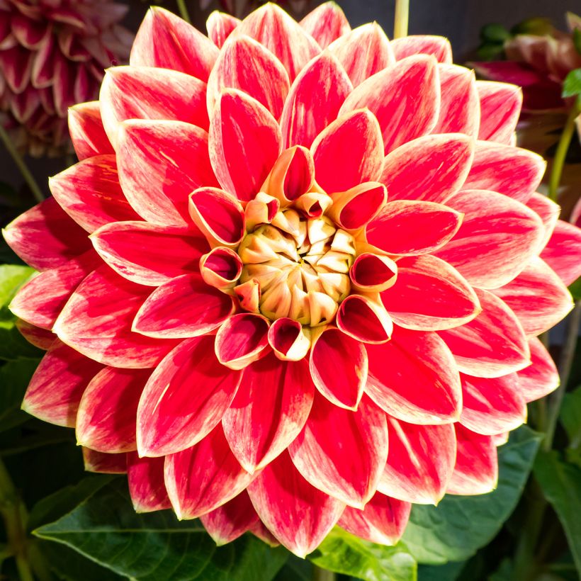 Dahlia Maxime - decoratieve dahlia (Bloei)