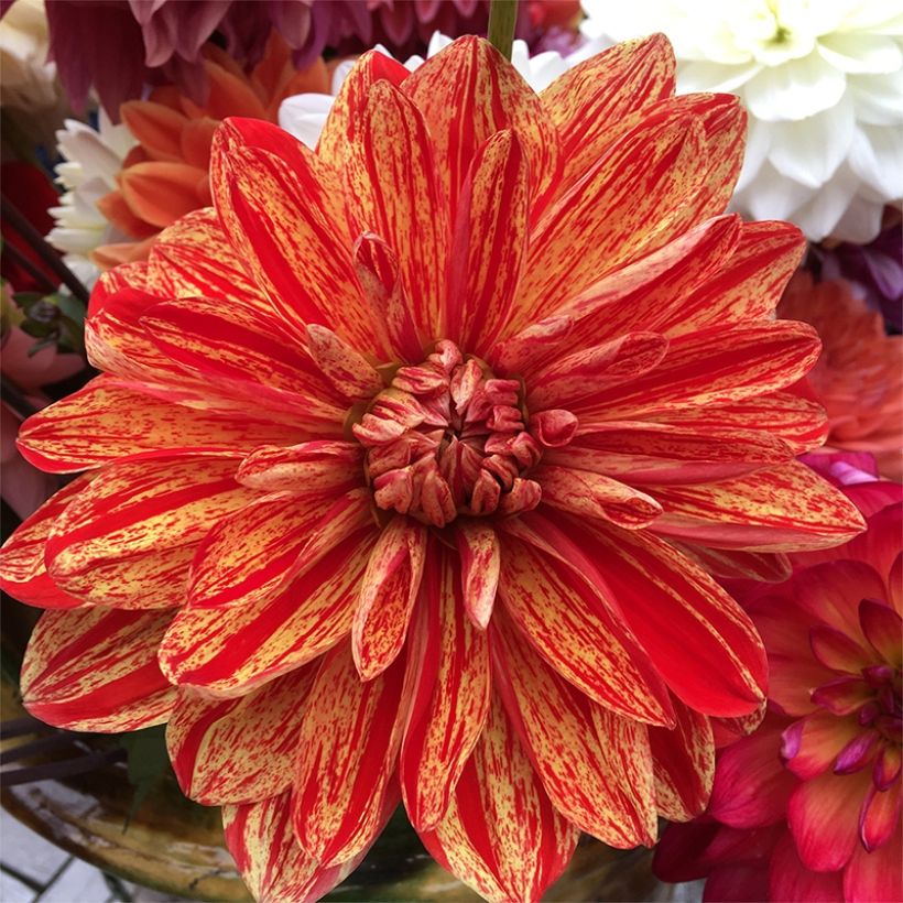 Dahlia Neo - decoratieve dahlia (Bloei)