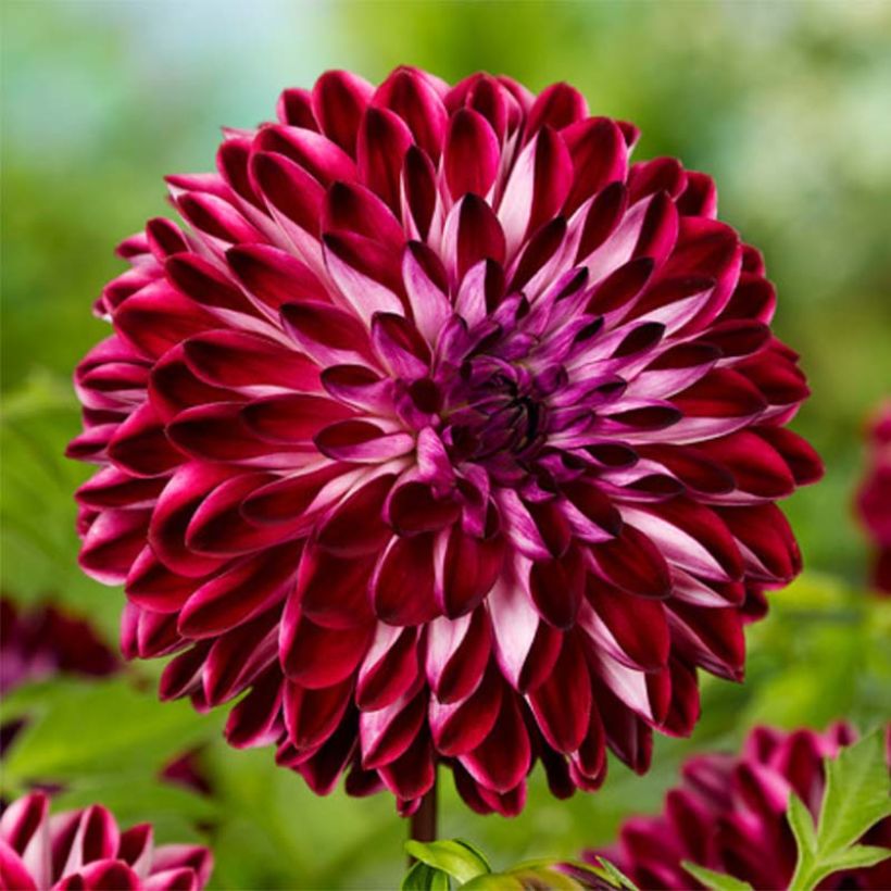 Dahlia Osirium - decoratieve dahlia (Flowering)