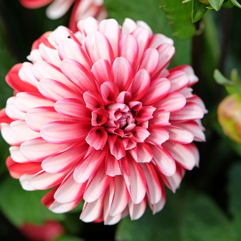 Dahlia Pacific Time - decoratieve dahlia (Bloei)