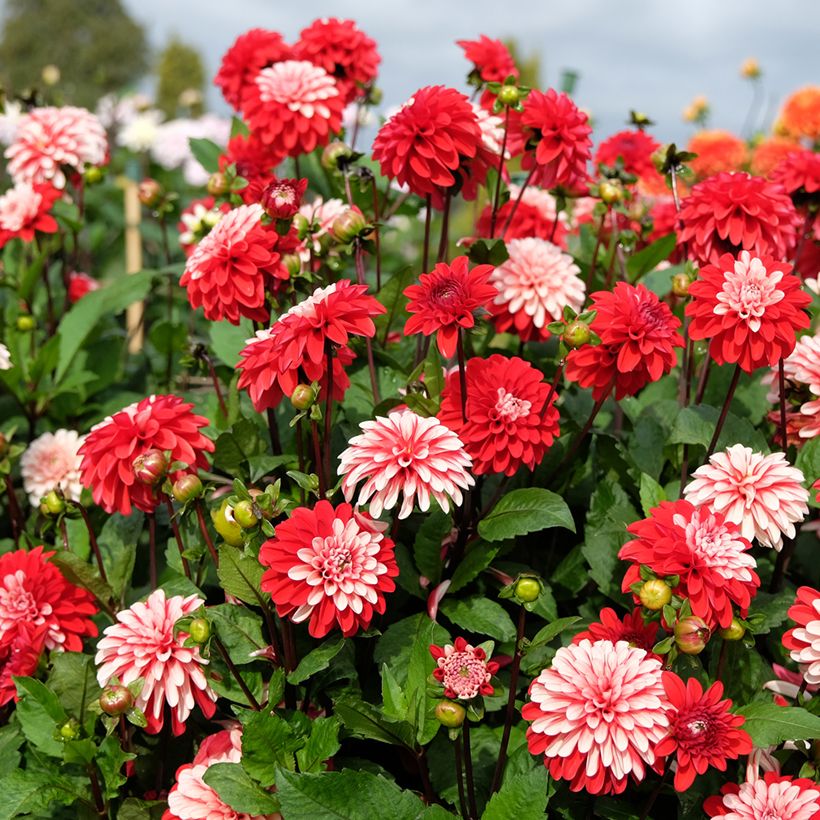 Dahlia Pacific Time - decoratieve dahlia (Groeiplaats)