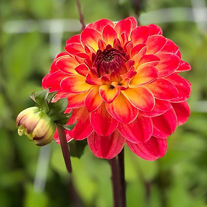 Dahlia Pernille - decoratieve dahlia (Bloei)