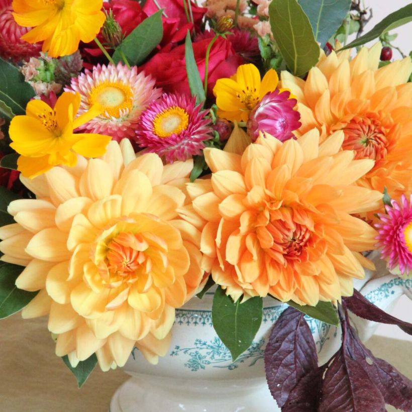 Dahlia Rancho - decoratieve dahlia (Flowering)