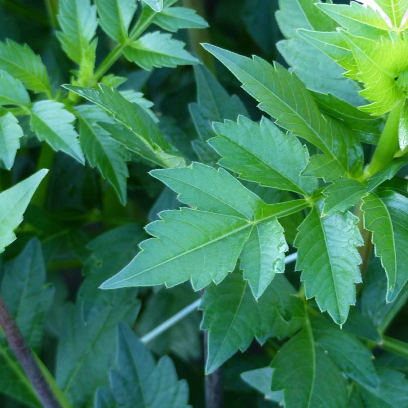 Dahlia Seniors Perfection - decoratieve dahlia (Blad)