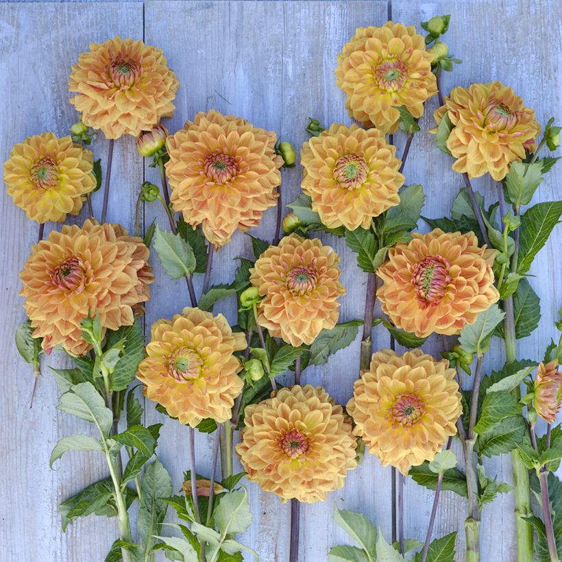 Dahlia Caramel - decoratieve dahlia (Bloei)