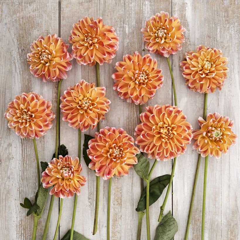 Dahlia Hapet Harmony - decoratieve dahlia (Bloei)