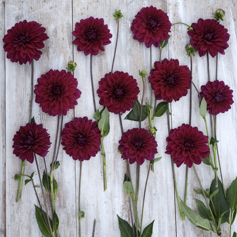 Dahlia Mister Blue - decoratieve dahlia (Bloei)
