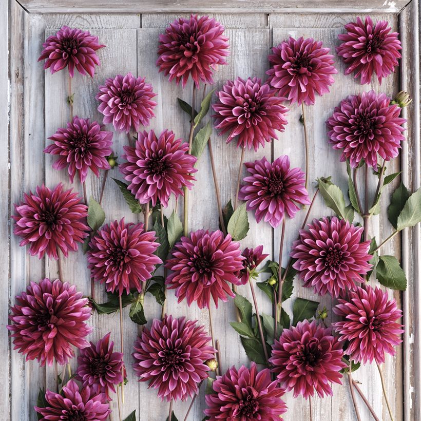 Dahlia Tanita - decoratieve dahlia (Bloei)