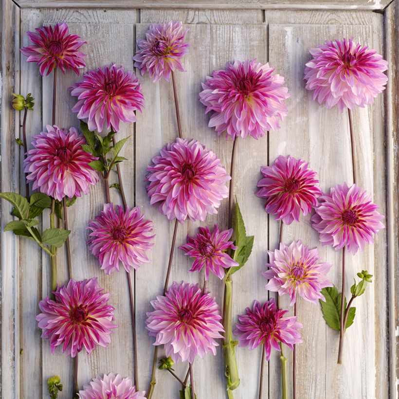 Dahlia Violet Dance - decoratieve dahlia (Bloei)