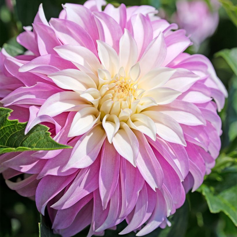 Dahlia Pink Petticoat - decoratieve dahlia (Flowering)