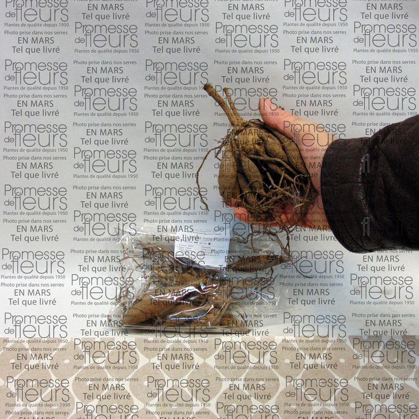 Example of Dahlia fimbriata Myama Fubuki Bol size I as you get