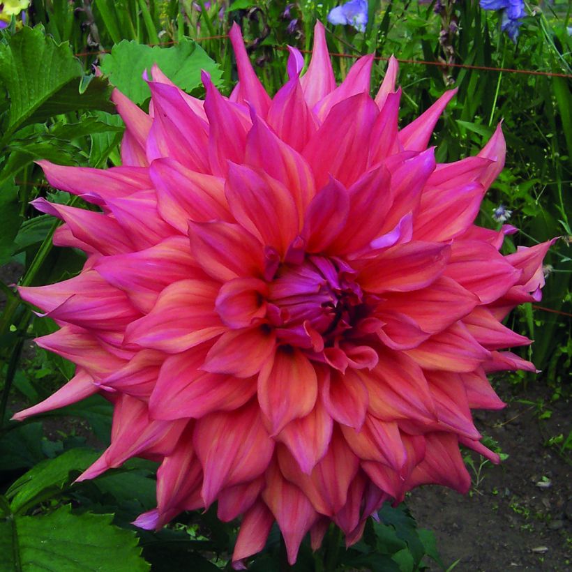 Dahlia Belle of Barmera - grootbloemige dahlia (Flowering)