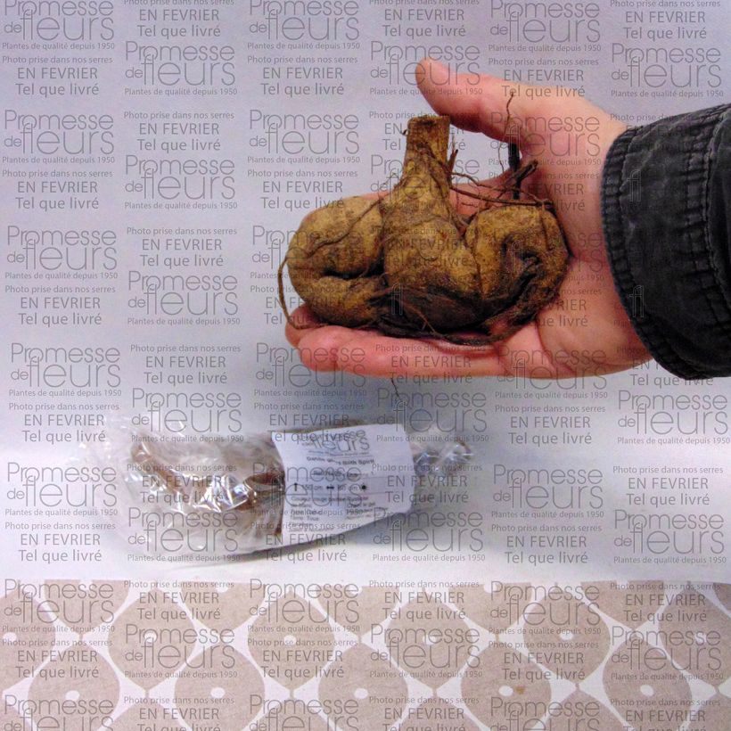 Voorbeeld van een exemplaar van Dahlia Blith Spirit - grootbloemige dahlia Bol kaliber I zoals geleverd