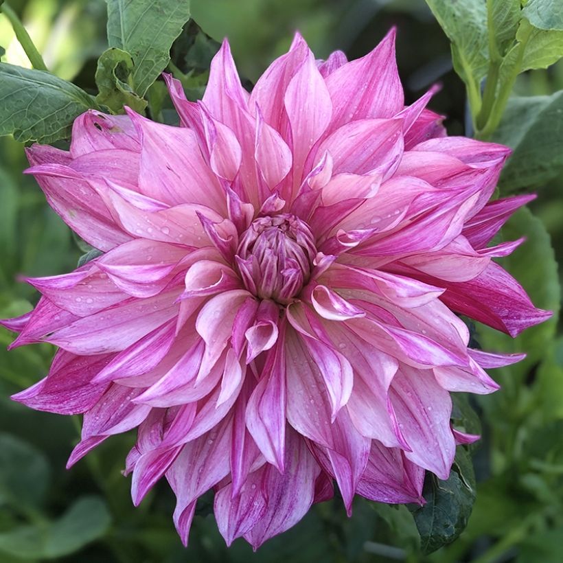 Dahlia Café Au Lait Royal - Dinnerplate dahlia (Flowering)