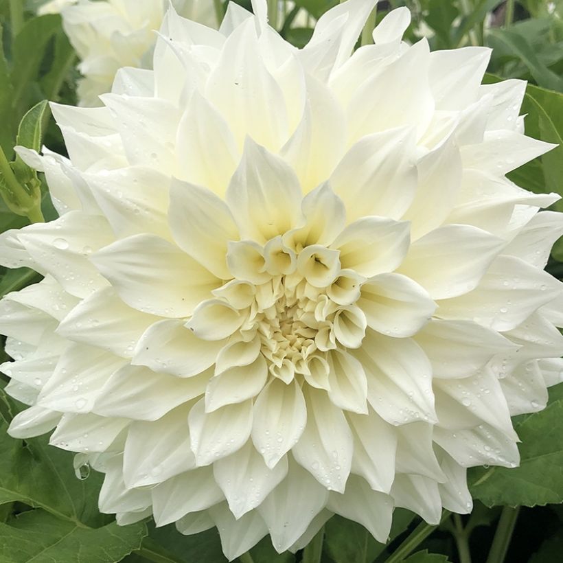 Dahlia Café Au Lait Suprême - Dinnerplate dahlia (Flowering)