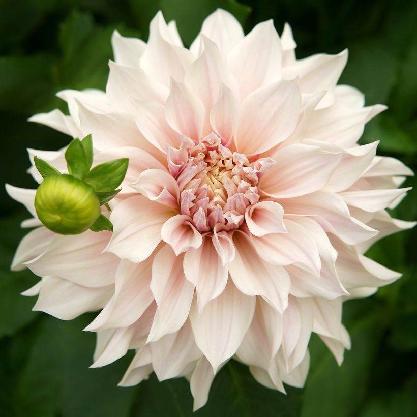 Dahlia Café Au Lait - Dinnerplate dahlia (Bloei)