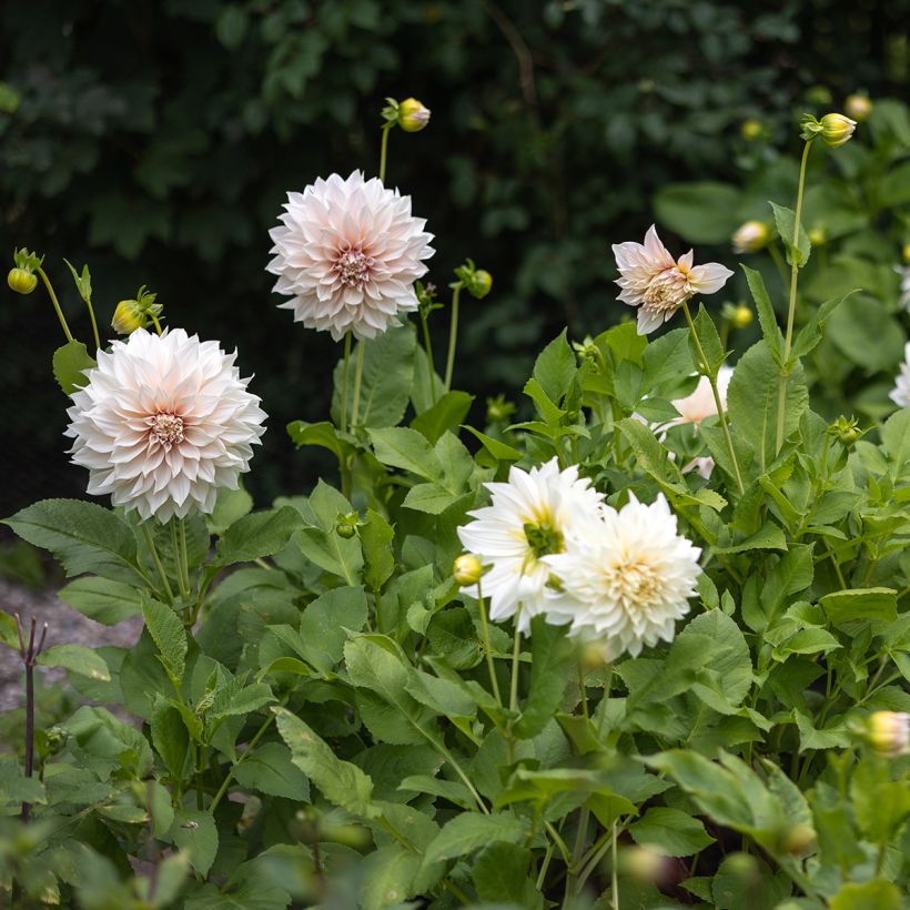 Dahlia Café Au Lait - Dinnerplate dahlia (Groeiplaats)