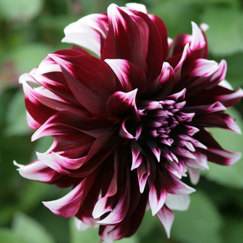Dahlia Contraste - grootbloemige dahlia (Bloei)