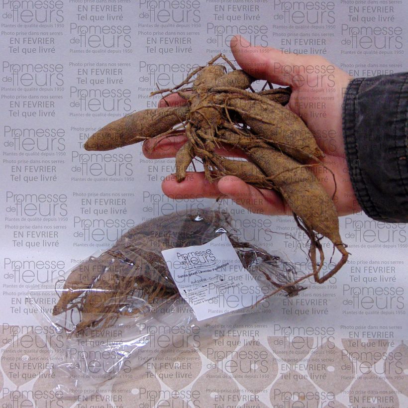 Example of Dahlia géant Lavender Perfection Bol size I as you get