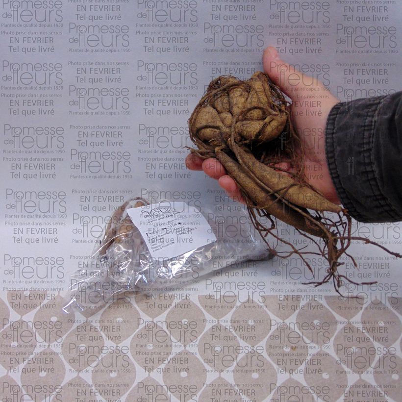 Example of Dahlia géant Lilac Time Bol size I as you get