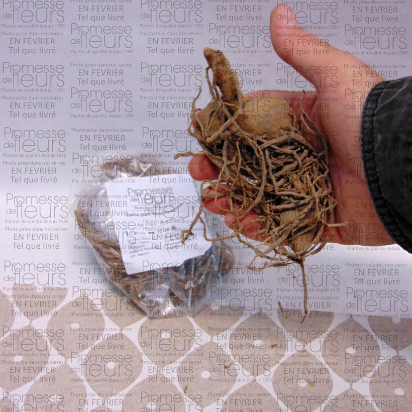 Example of Dahlia White Perfection - grootbloemige dahlia Bol size I as you get