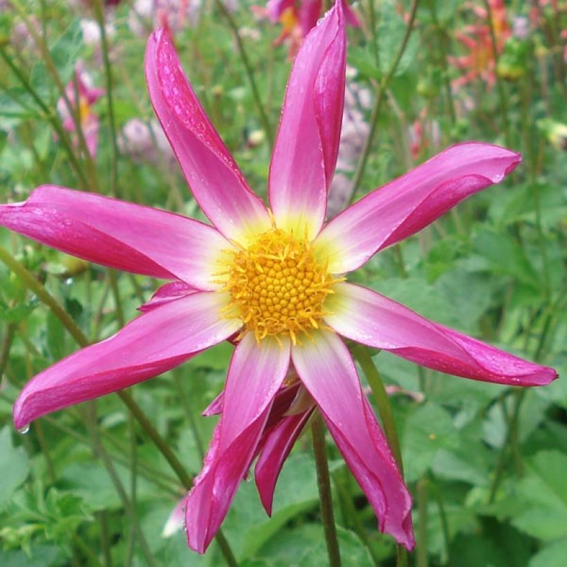 Dahlia Honka Pink - orchideebloemige dahlia (Flowering)