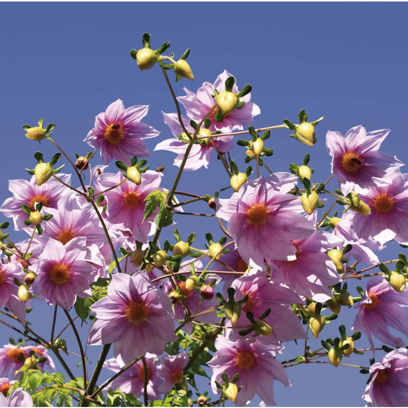Dahlia imperialis - boomdahlia (Flowering)