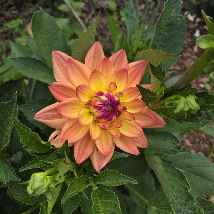 Dahlia Melody Dora - dwergdahlia (Flowering)
