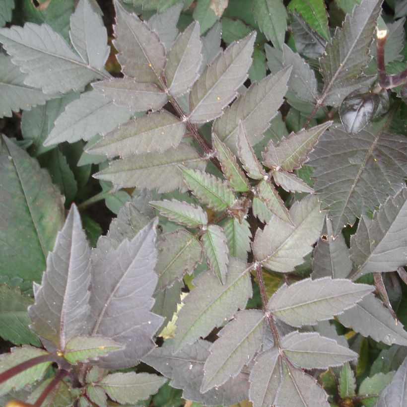 Dahlia Dark Angels Pretty Woman - dwergdahlia (Foliage)