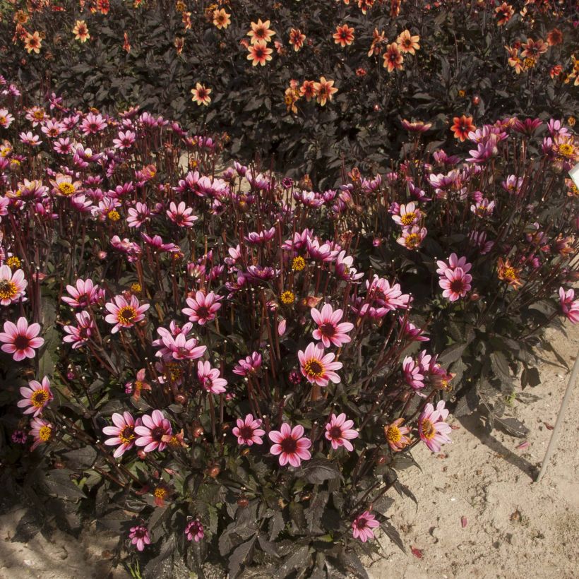 Dahlia Dark Angels Pretty Woman - dwergdahlia (Plant habit)
