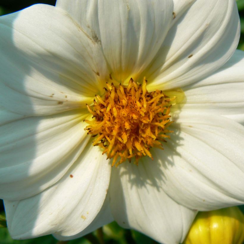 Dwergdahlia Sneezy (Flowering)