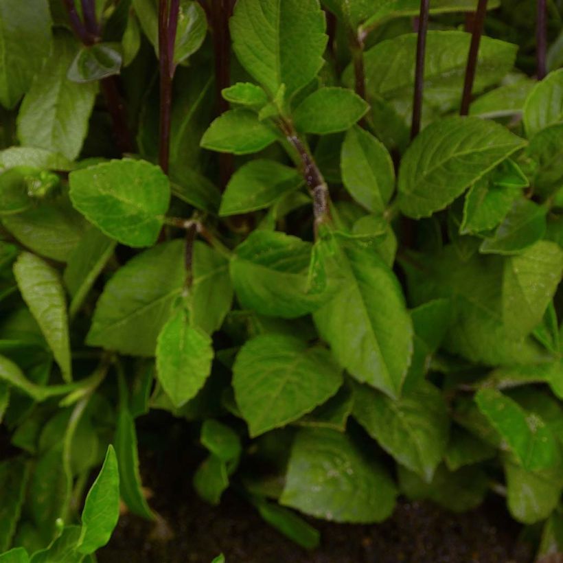 Dwergdahlia Topmix Pink (Foliage)