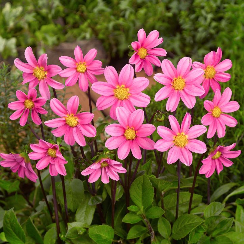 Dwergdahlia Topmix Pink (Flowering)
