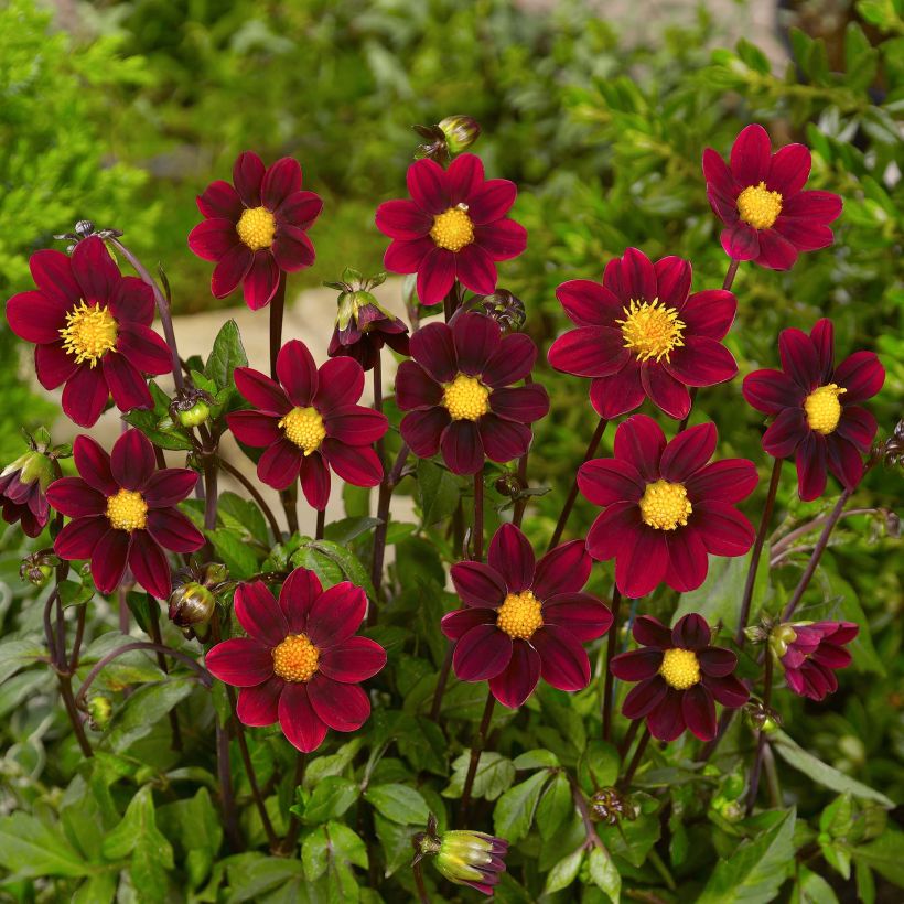 Dwergdahlia Topmix Purple (Flowering)