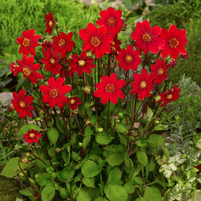 Dwergdahlia Topmix Red (Plant habit)