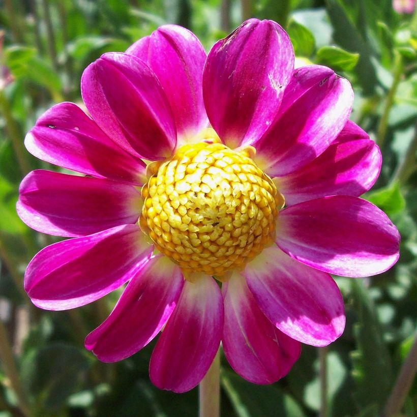 Dwergdahlia Topmix Sweetheart (Flowering)