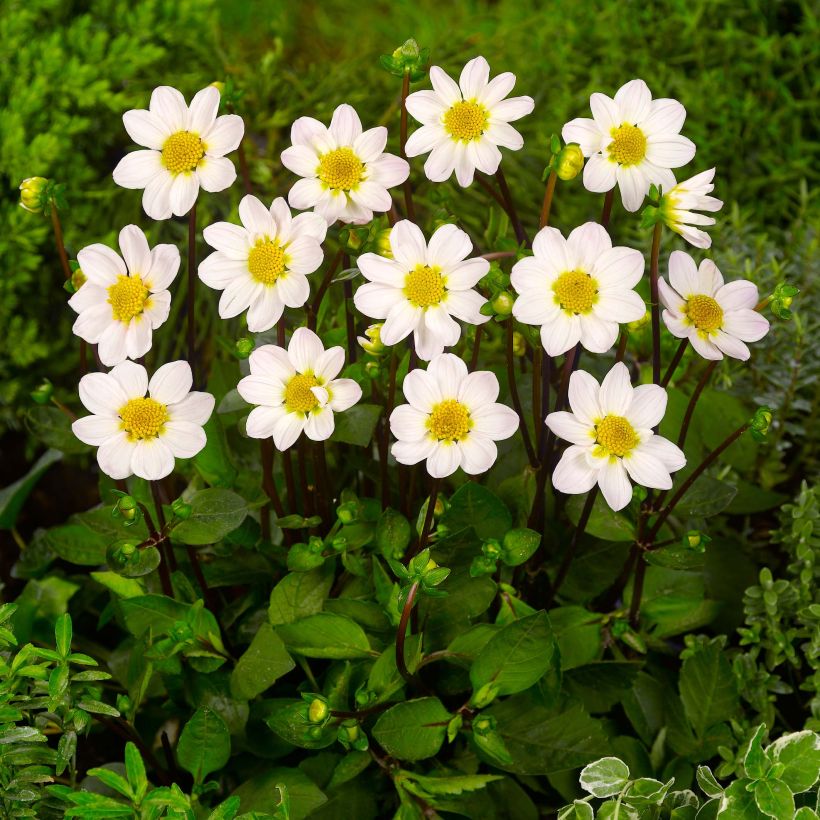 Dahlia Topmix White - dwergdahlia (Plant habit)