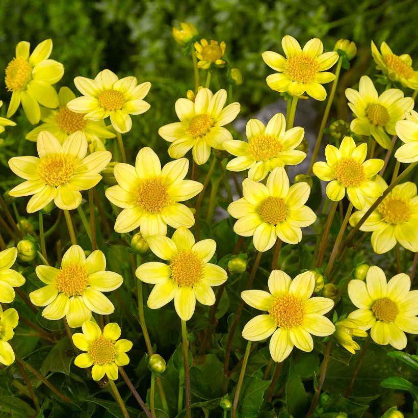 Dwergdahlia Topmix Yellow (Flowering)
