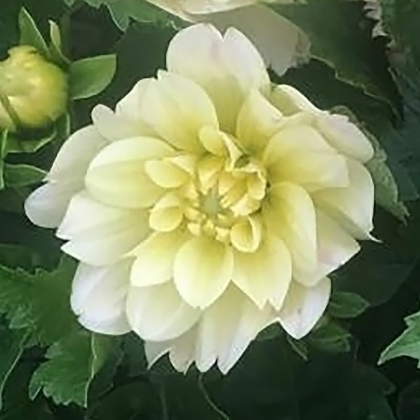 Dahlia Berliner Lemon - dwergdahlia (Flowering)