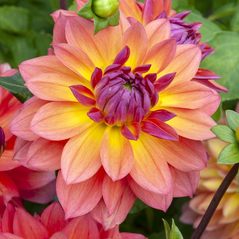 Dwergdahlia Firepot - perkdahlia (Flowering)
