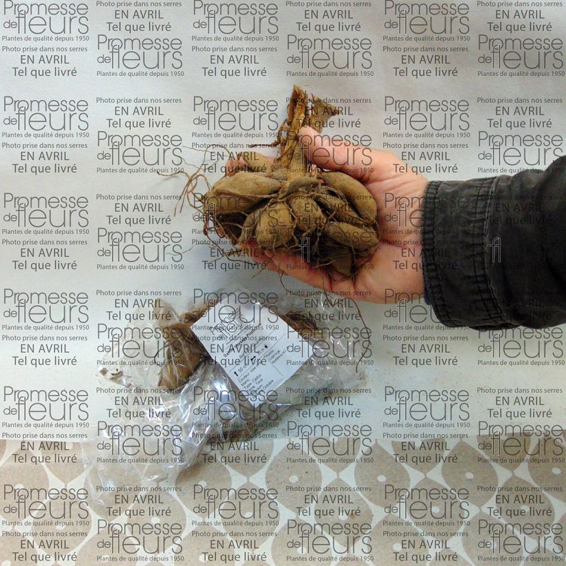 Example of Dahlia paysage Priceless Pink Bol size I as you get