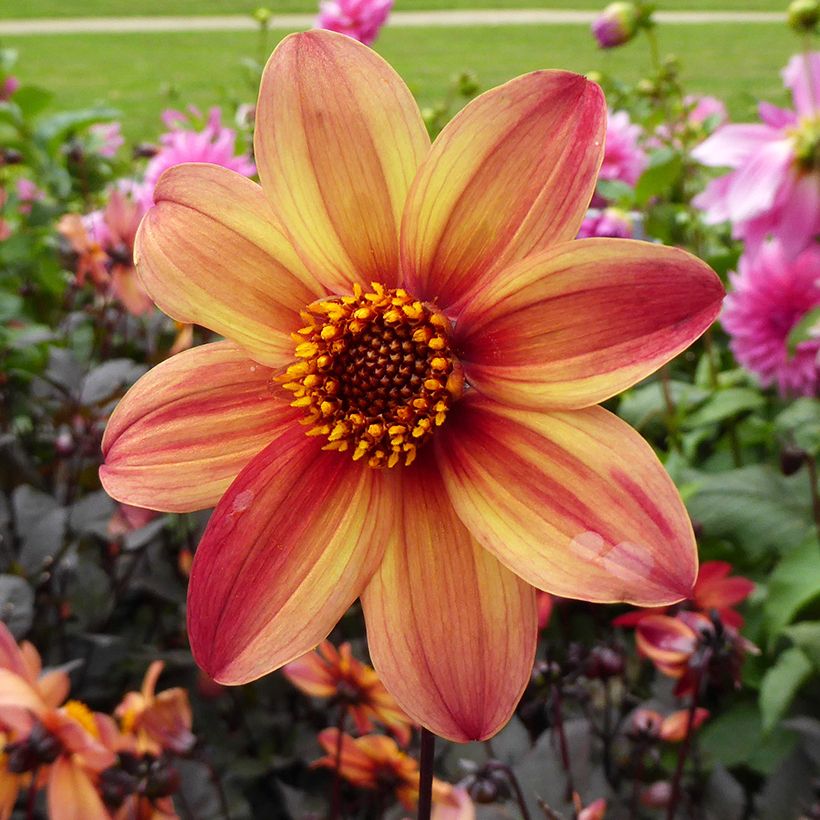 Dahlia Schippers Bronze - perkdahlia (Bloei)