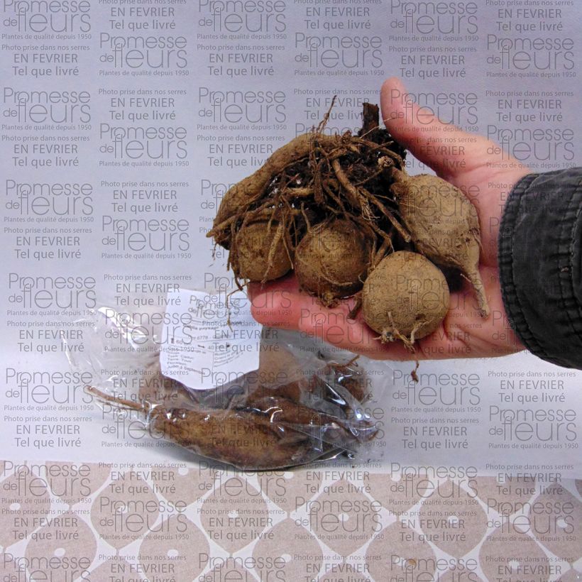 Example of Dahlia Sunshine - perkdahlia Bol size I as you get