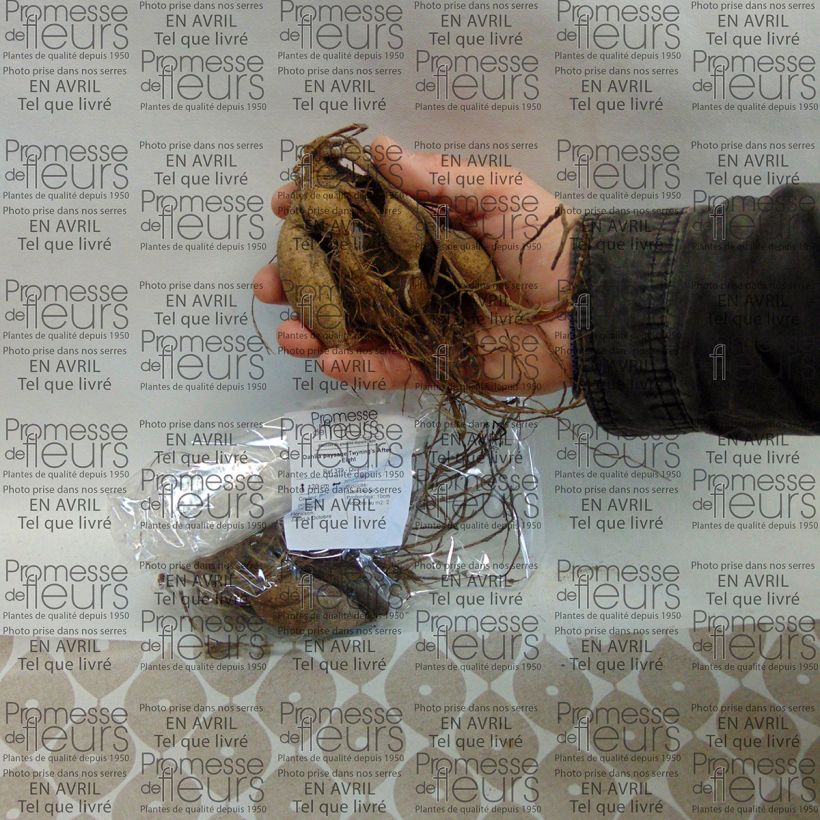 Voorbeeld van een exemplaar van Dahlia Twinings After Eight - perkdahlia Bol zoals geleverd