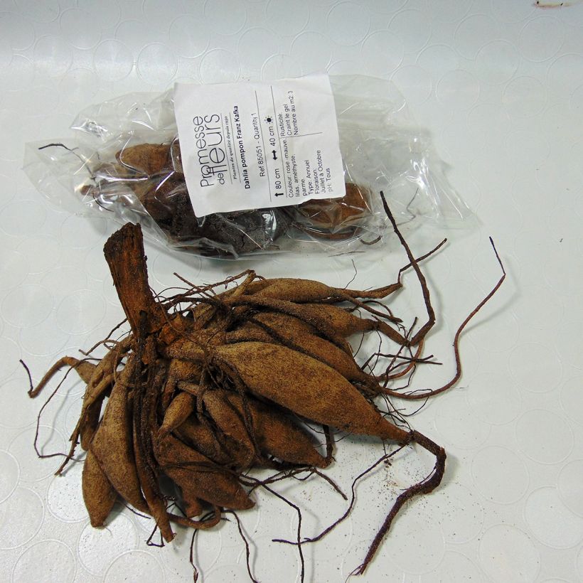 Example of Dahlia Franz Kafka - pompon dahlia Bol size I as you get