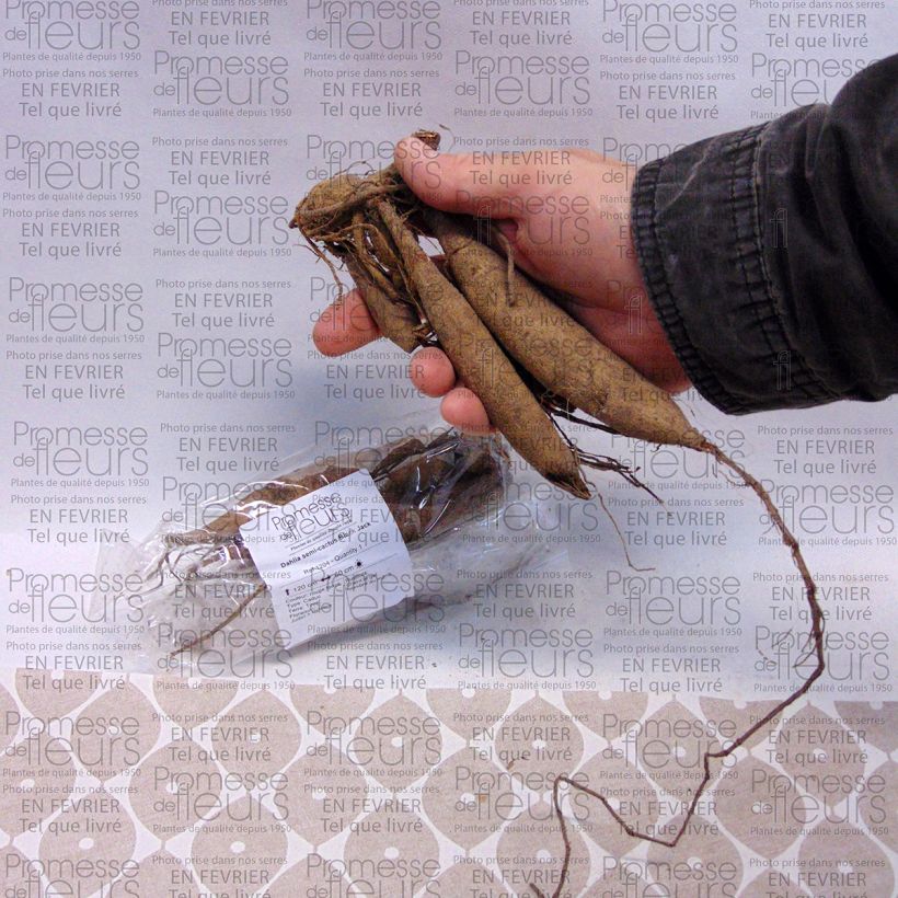 Example of Dahlia Black Jack - Semicactus dahlia Bol size I as you get