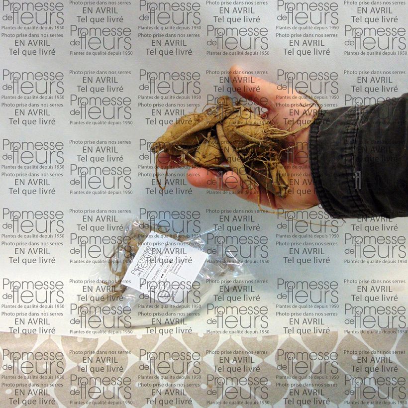 Example of Dahlia semi-cactus Color Spectacle Bol size I as you get