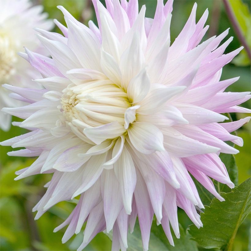 Dahlia Kiev - semicactusdahlia (Flowering)