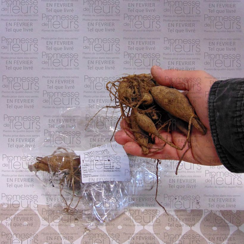 Example of Dahlia semi-cactus Okapi Sunset Bol size I as you get