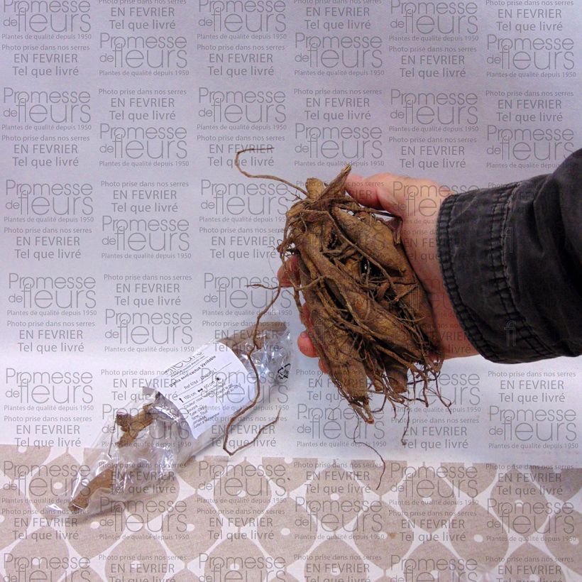 Example of Dahlia semi-cactus Veritable Bol size I as you get